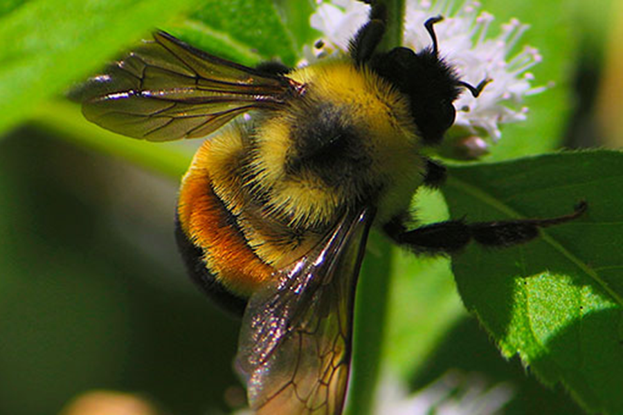 rusty patch bumblebee bee bumble csmonitor